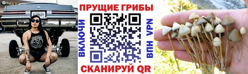 закладка Ленинск Галлюциногенные грибы GOLDEN TEACHER